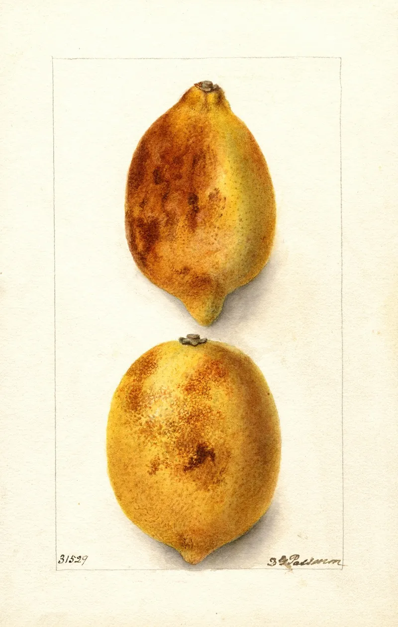 Citrus Limon 24 Wall Art by Deborah Griscom Passmore - High-Resolution Digital Print