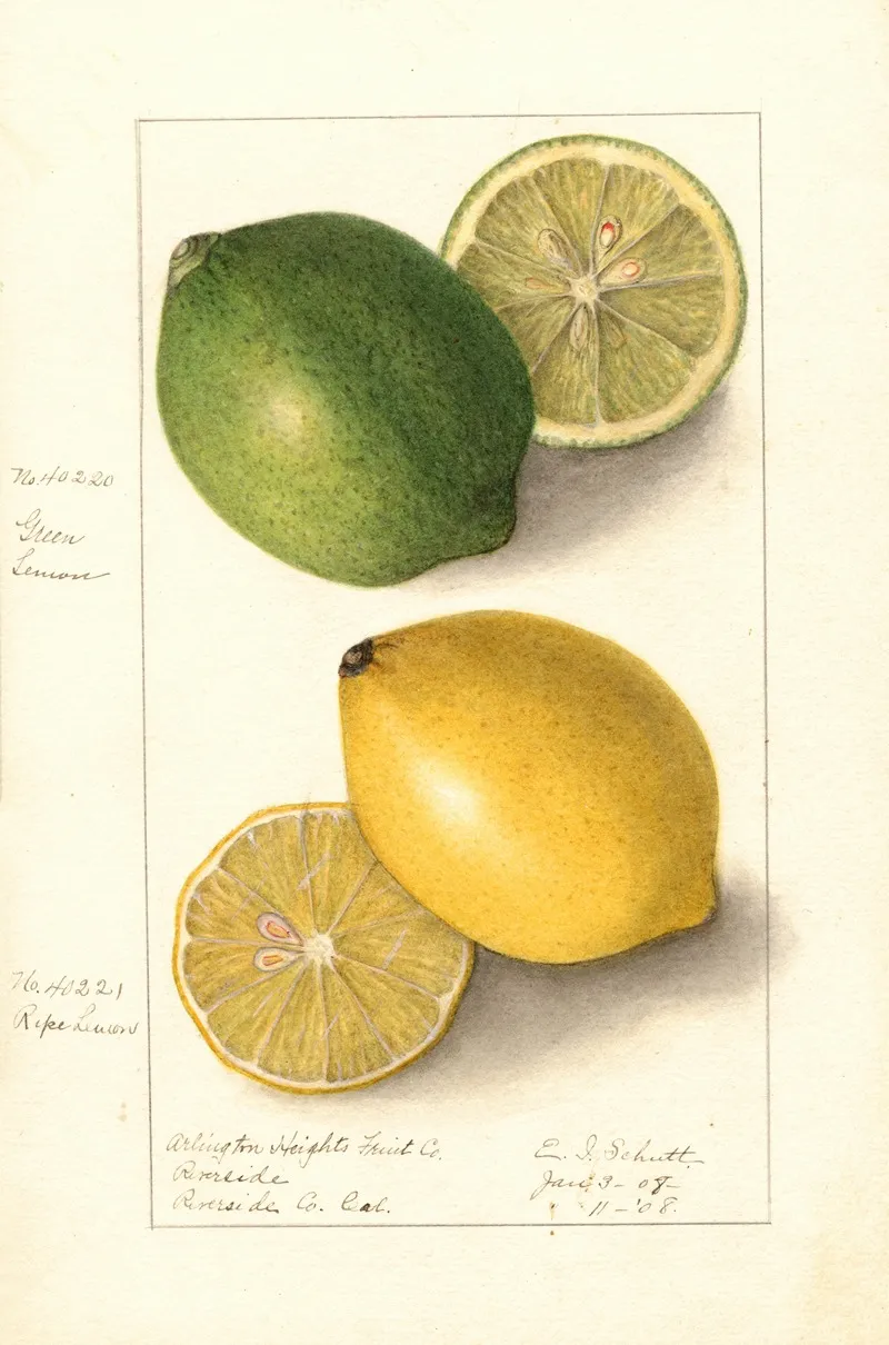 Citrus Limon 25 Wall Art by Ellen Isham Schutt - High-Resolution Digital Print
