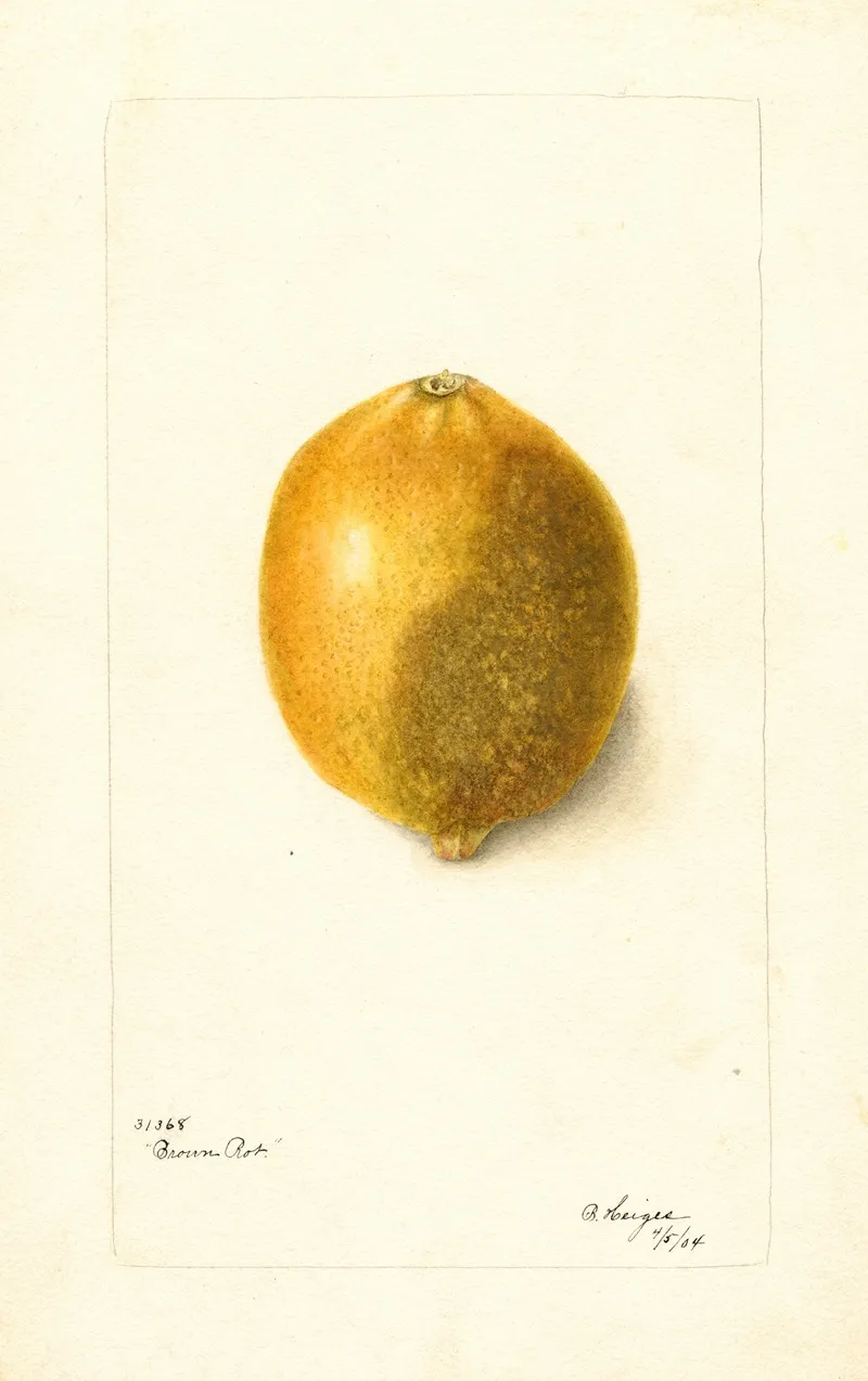 Citrus Limon 2 Wall Art by Bertha Heiges - High-Resolution Digital Print