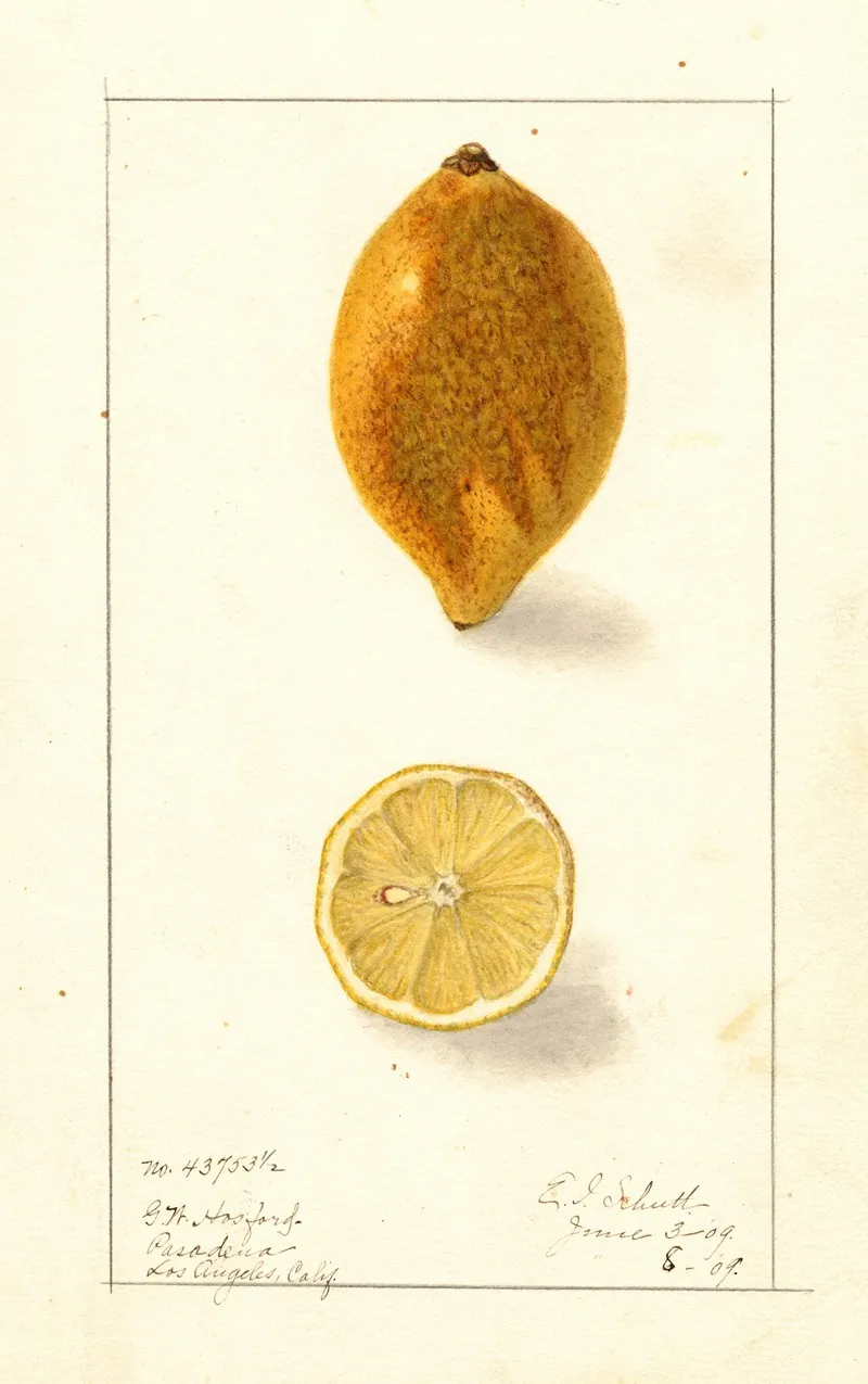Citrus Limon 3 Wall Art by Ellen Isham Schutt - High-Resolution Digital Print