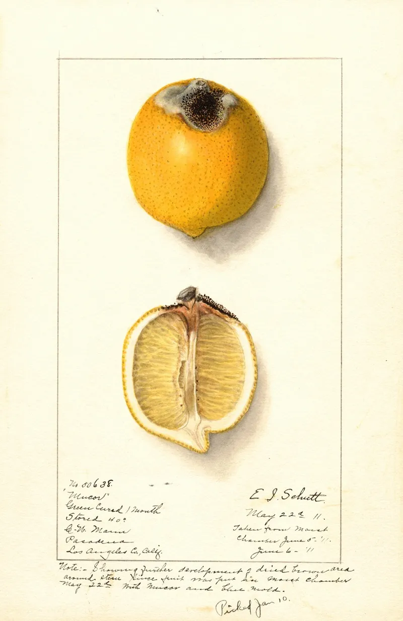 Citrus Limon 5 Wall Art by Ellen Isham Schutt - High-Resolution Digital Print