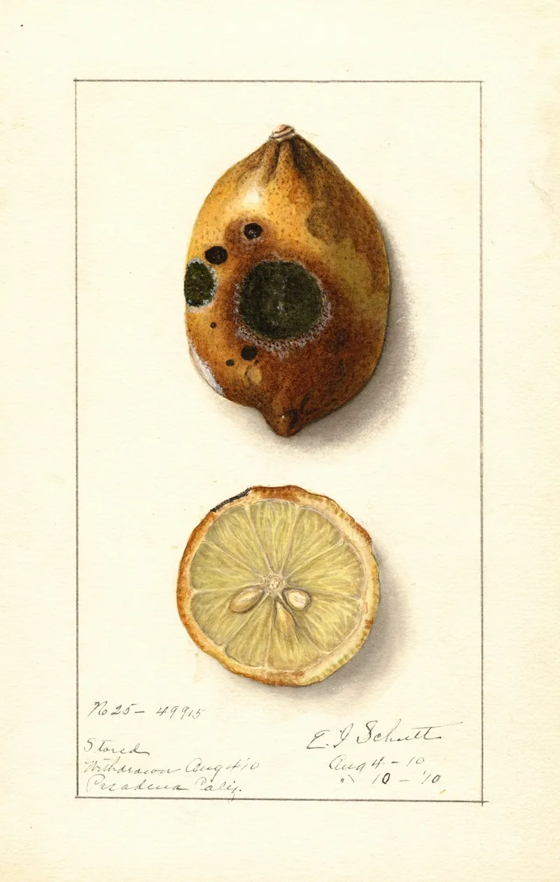 Citrus Limon 6 Wall Art by Ellen Isham Schutt - High-Resolution Digital Print