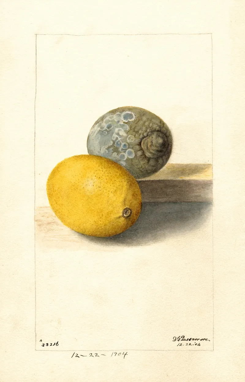 Citrus Limon 7 Wall Art by Deborah Griscom Passmore - High-Resolution Digital Print