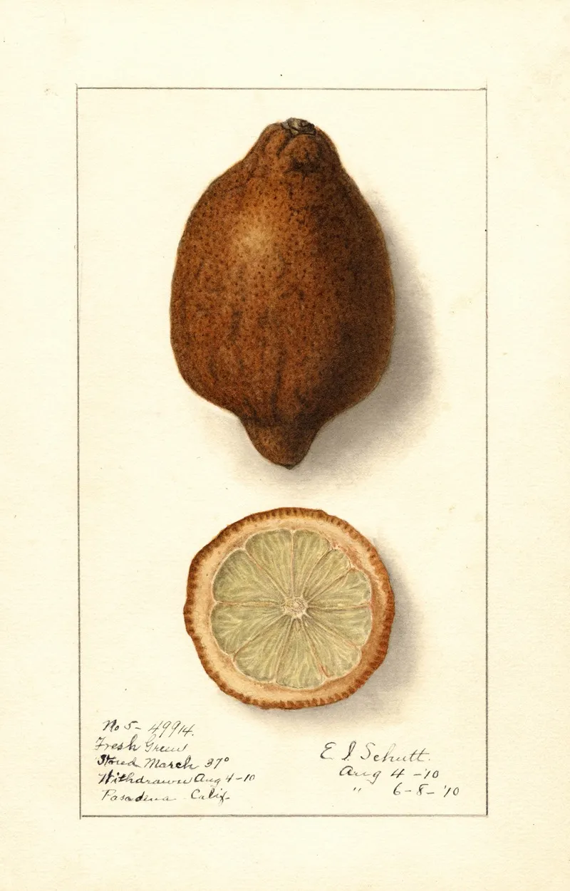 Citrus Limon 8 Wall Art by Ellen Isham Schutt - High-Resolution Digital Print