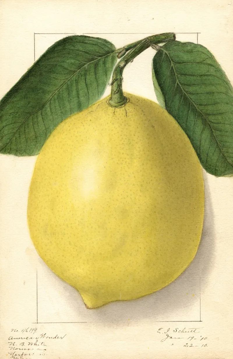 Citrus Limon American Wonder Wall Art by Ellen Isham Schutt - High-Resolution Digital Print