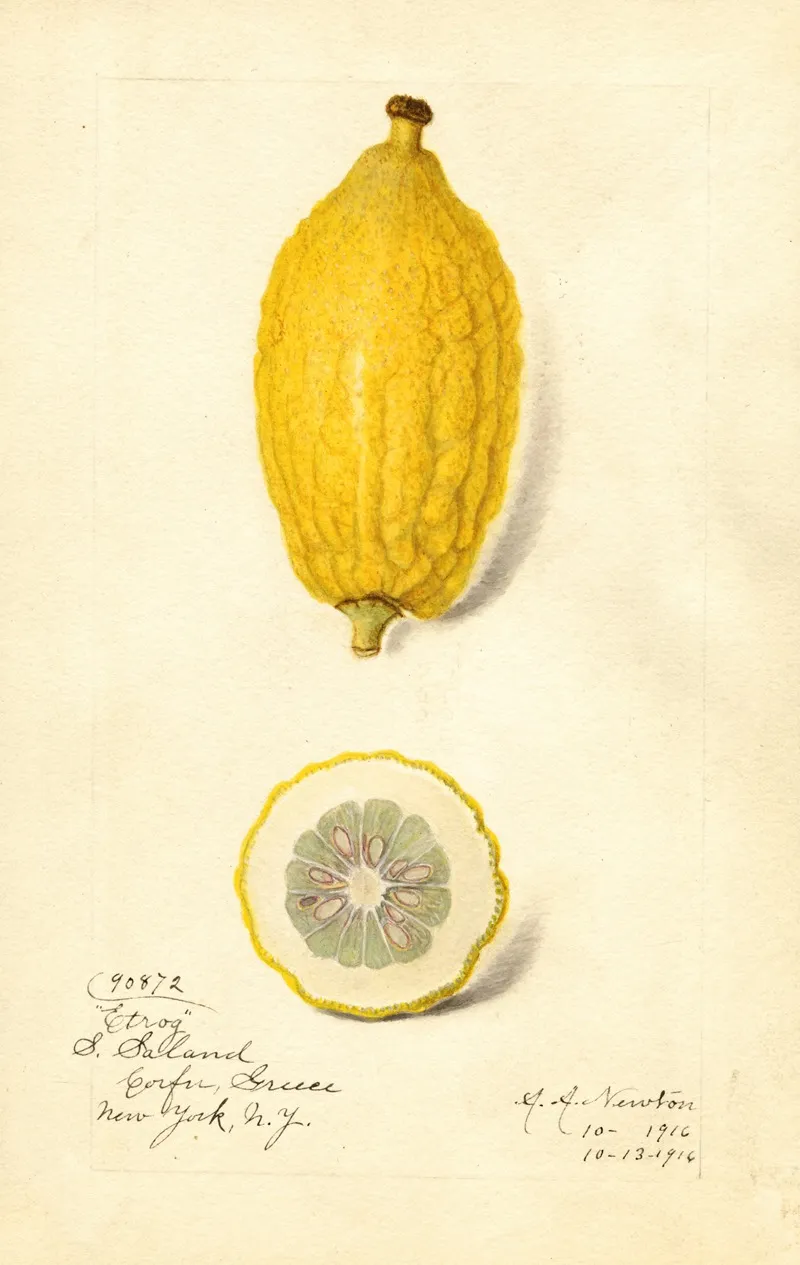 Citrus Limon Etrog 2 Wall Art by Amanda Almira Newton - High-Resolution Digital Print