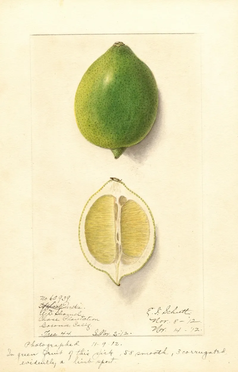 Citrus Limon Eureka 4 Wall Art by Ellen Isham Schutt - High-Resolution Digital Print