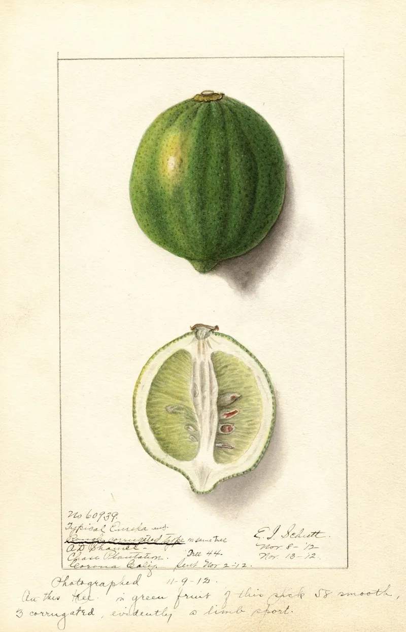 Citrus Limon Eureka 6 Wall Art by Ellen Isham Schutt - High-Resolution Digital Print