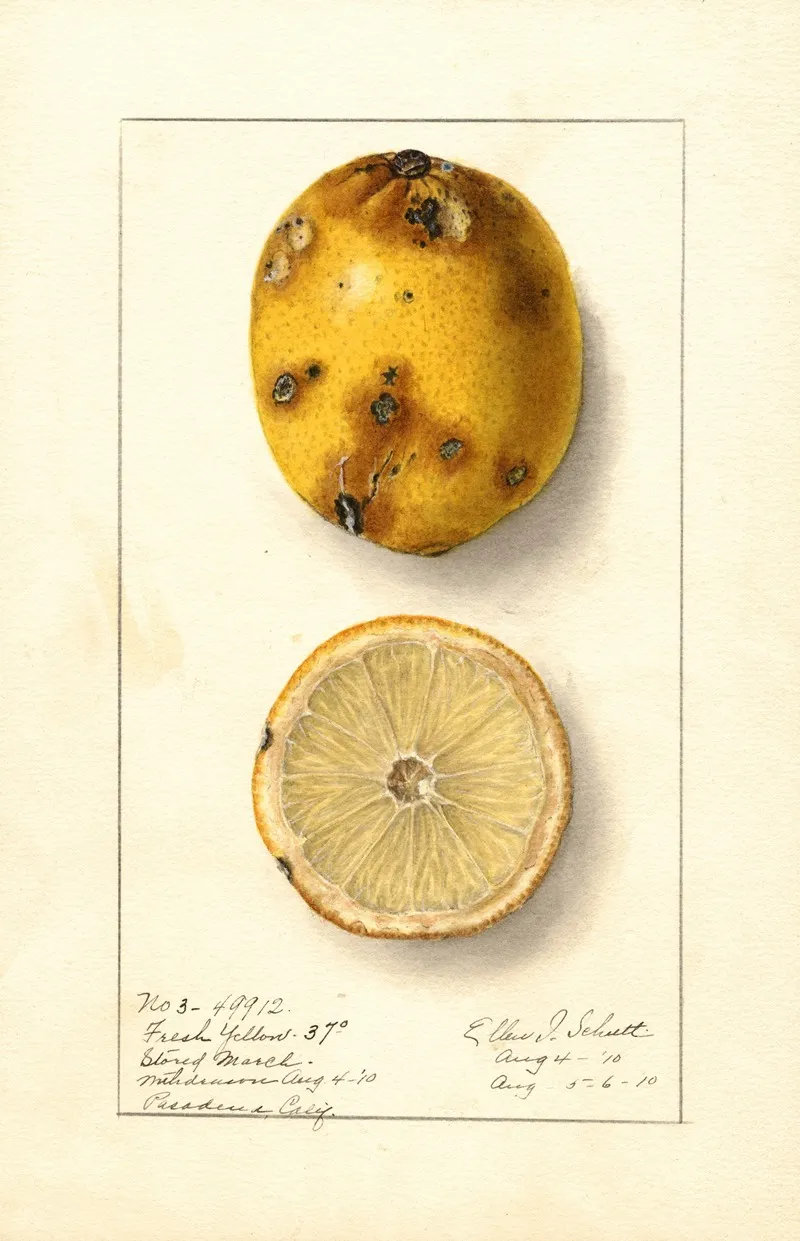 Citrus Limon Fresh Yellow Wall Art by Ellen Isham Schutt - High-Resolution Digital Print