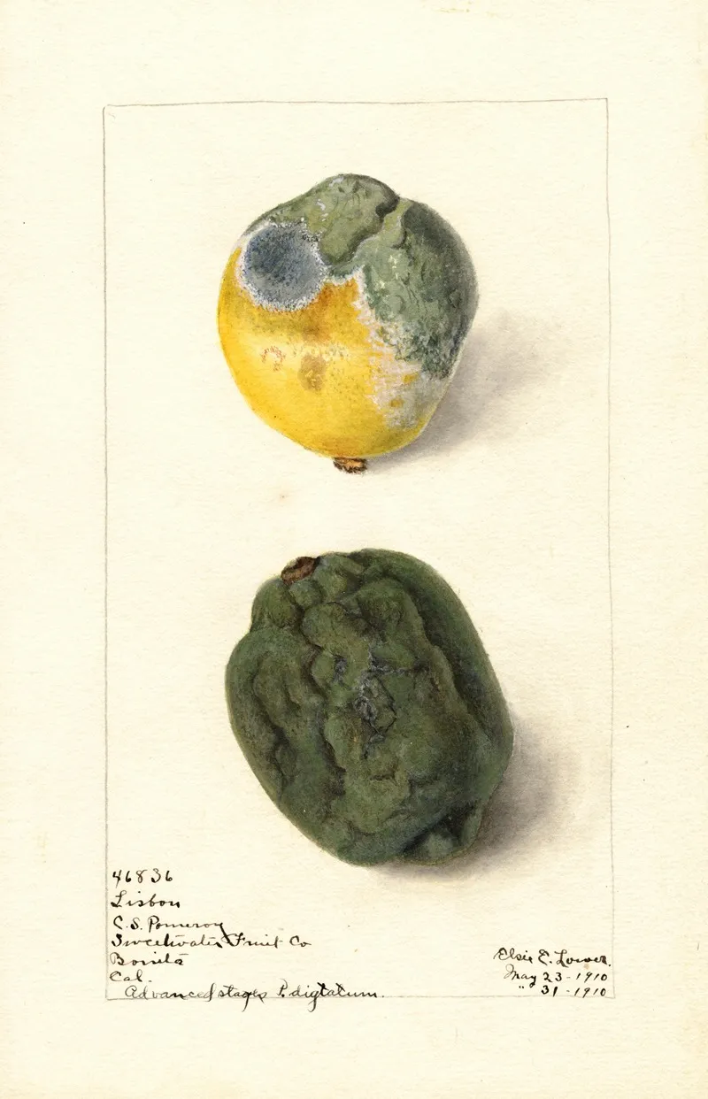 Citrus Limon Lisbon Wall Art by Elsie E. Lower - High-Resolution Digital Print