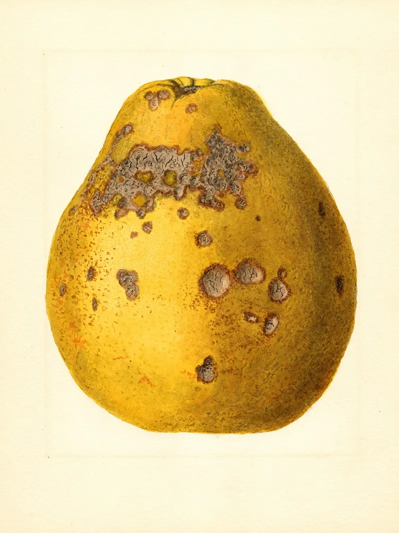 Citrus Limon Ponderosa Wall Art by James Marion Shull - High-Resolution Digital Print