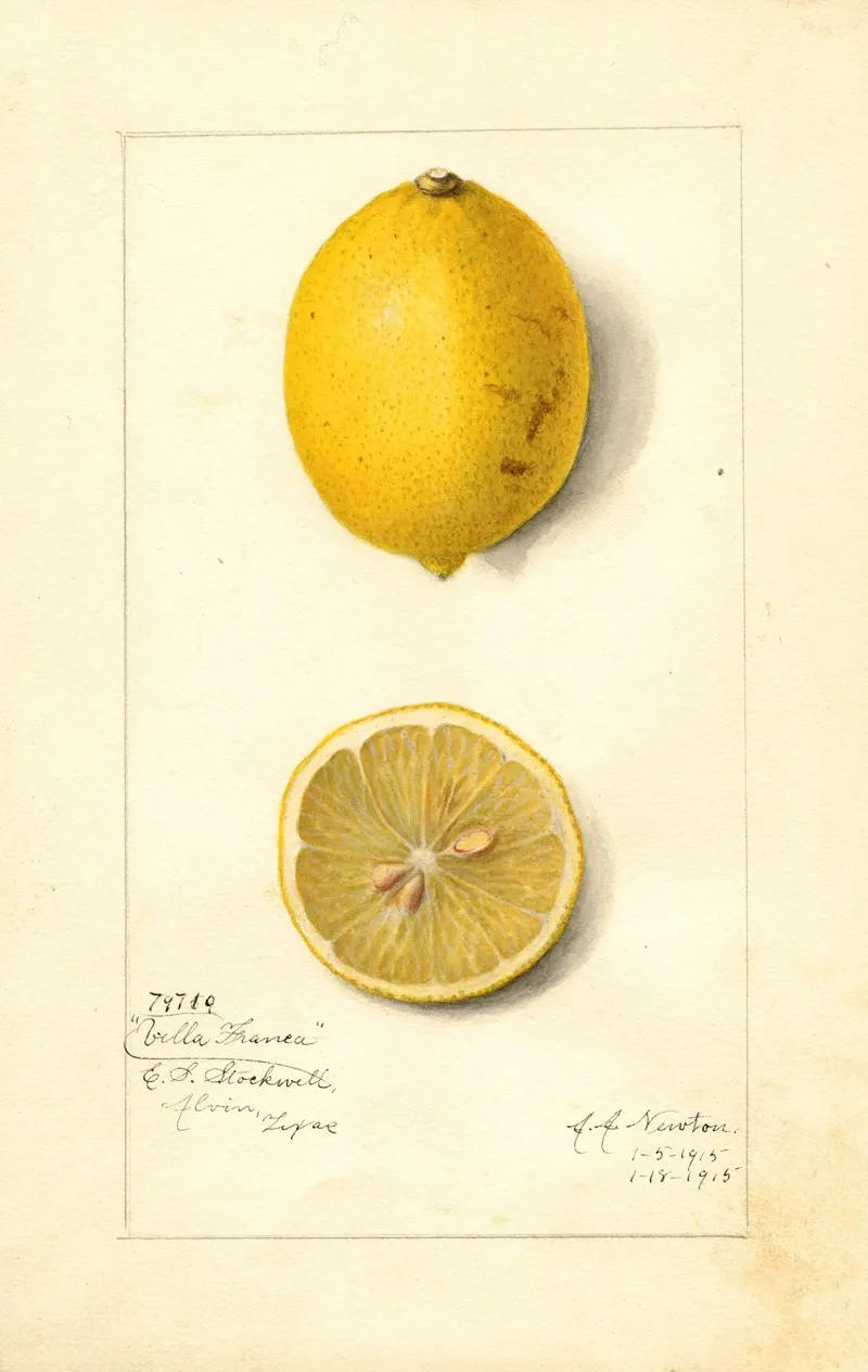 Citrus Limon Villa France Wall Art by Amanda Almira Newton - High-Resolution Digital Print
