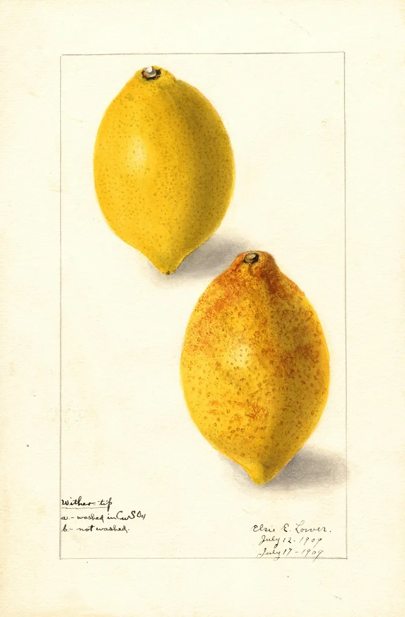 Citrus Limon Wall Art by Elsie E. Lower - High-Resolution Digital Print