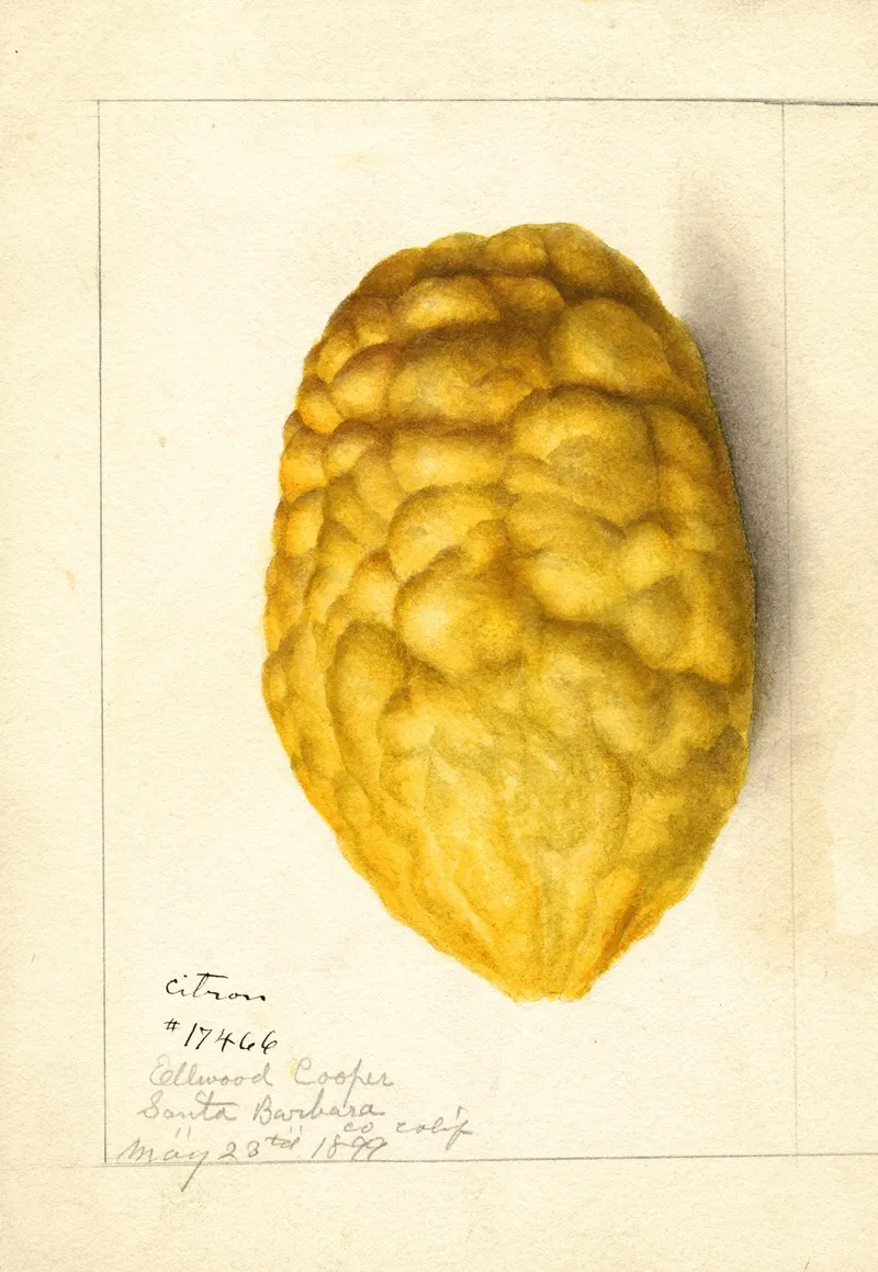Citrus Medica 3