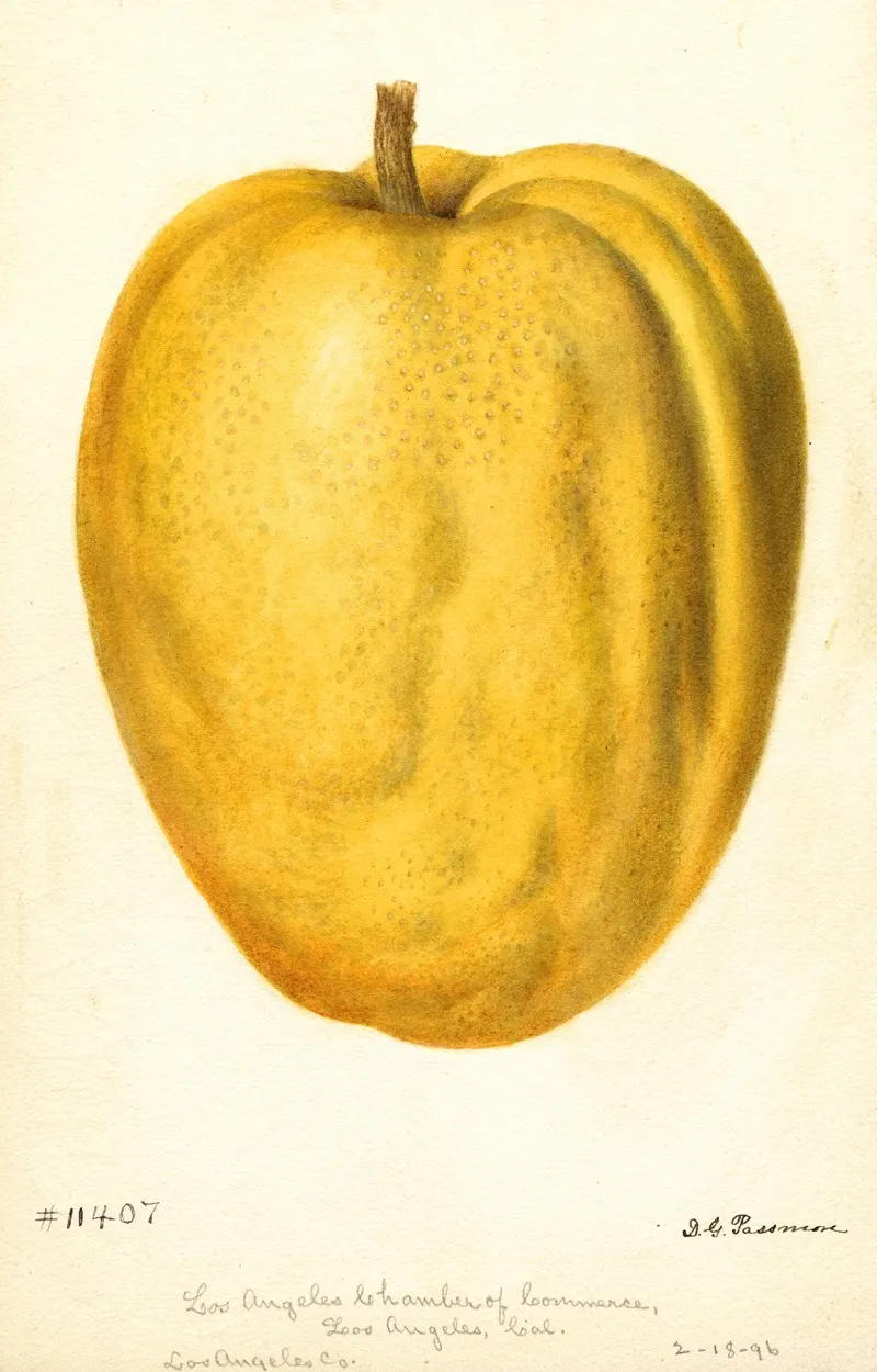 Citrus Medica Citron Of Commerce Wall Art by Deborah Griscom Passmore - High-Resolution Digital Print