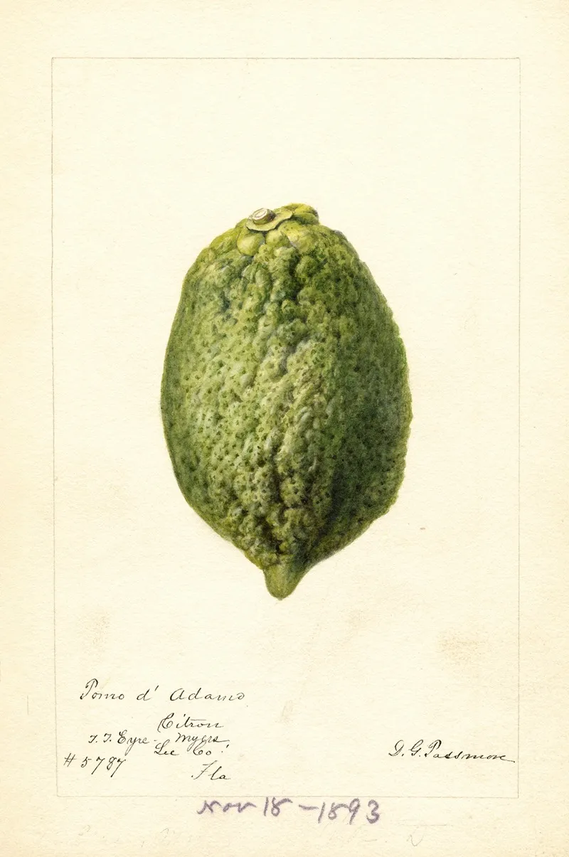 Citrus Medica Pomo Dadams Wall Art by Deborah Griscom Passmore - High-Resolution Digital Print