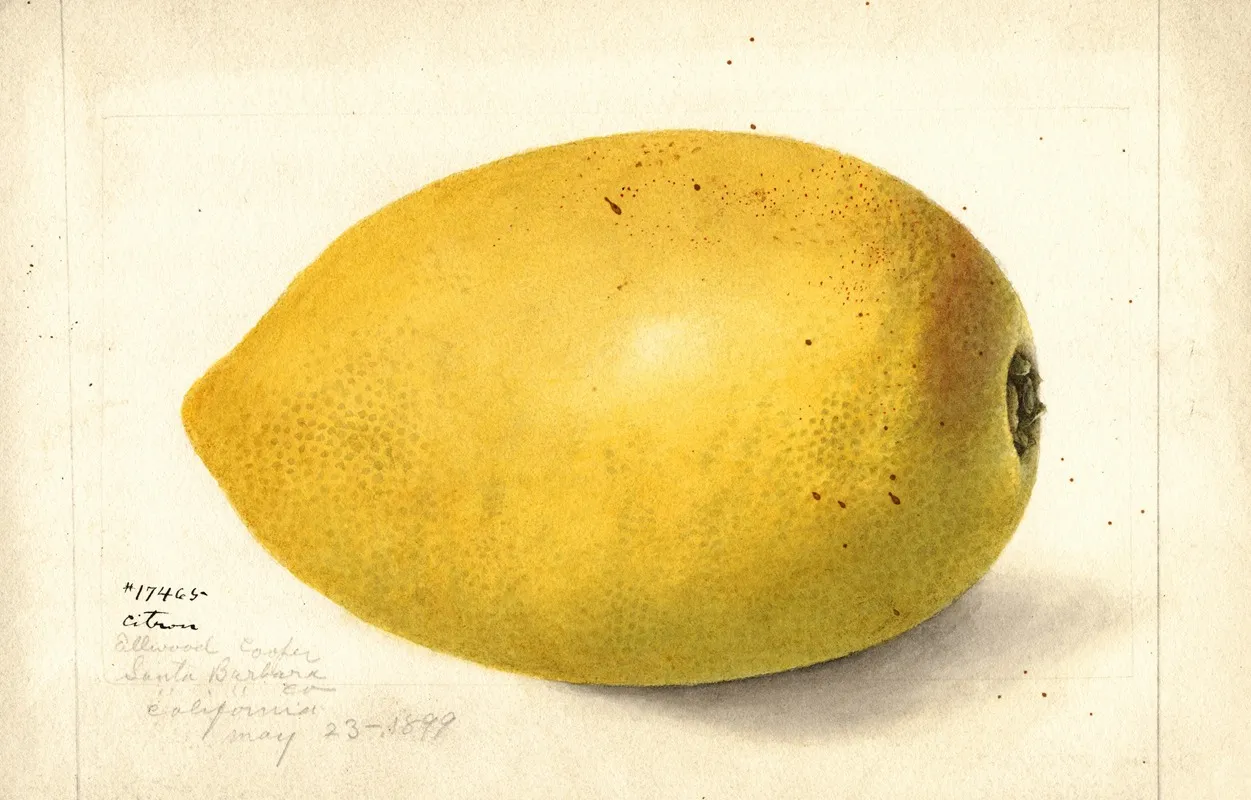 Citrus Medica