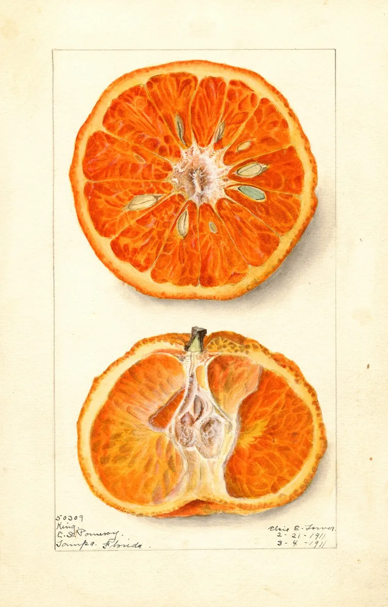 Citrus Nobilis King 2 Wall Art by Elsie E. Lower - High-Resolution Digital Print