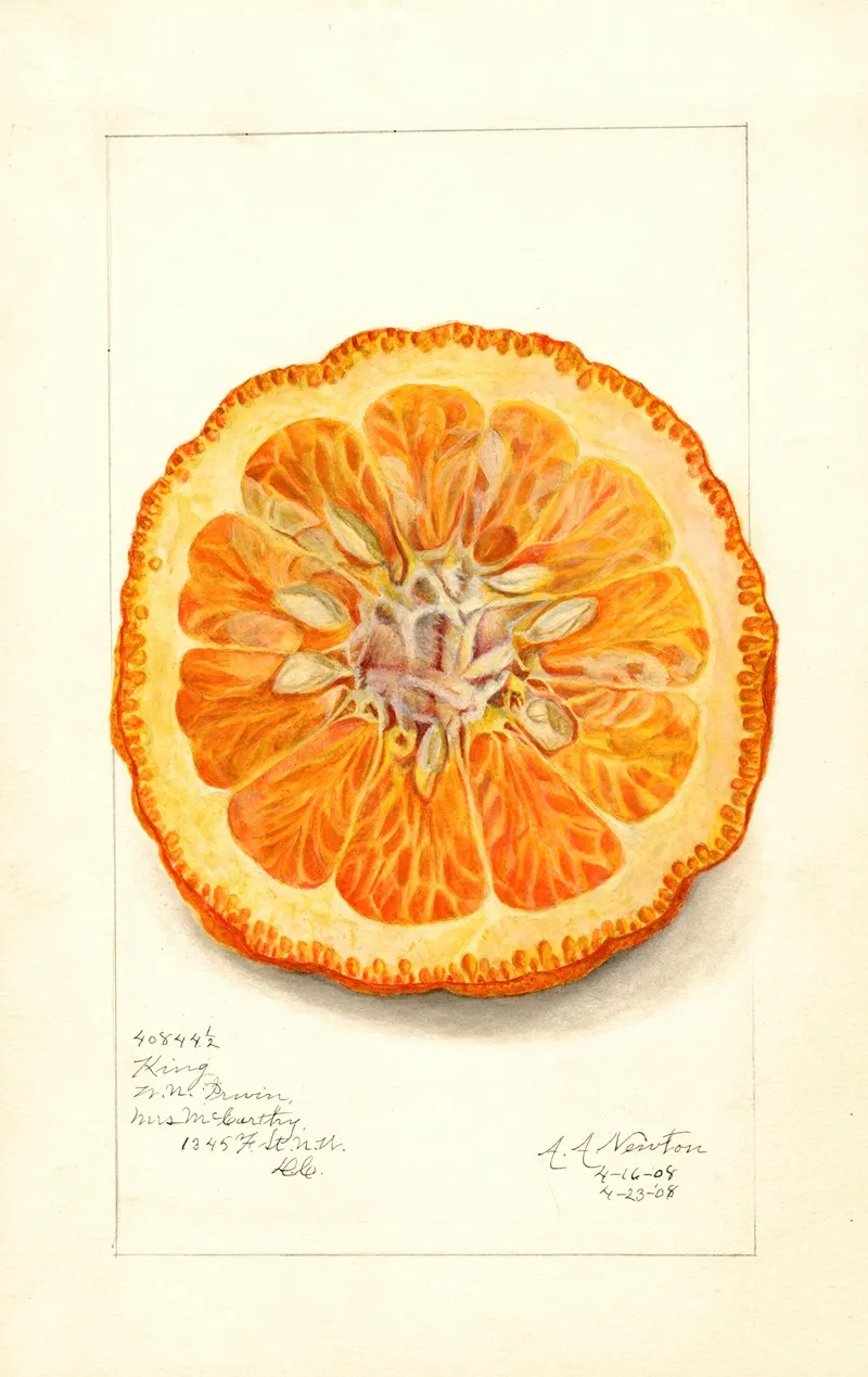 Citrus Nobilis King 4 Wall Art by Amanda Almira Newton - High-Resolution Digital Print
