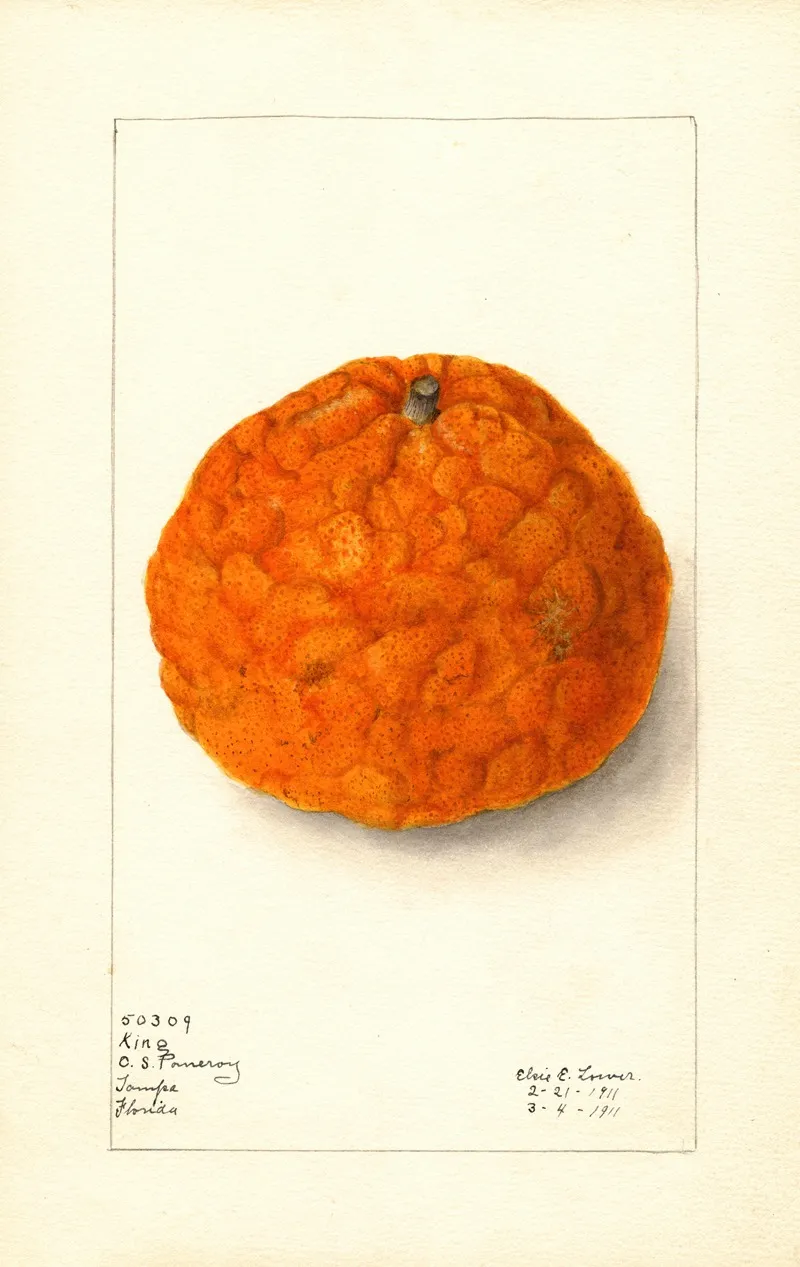 Citrus Nobilis King Wall Art by Elsie E. Lower - High-Resolution Digital Print
