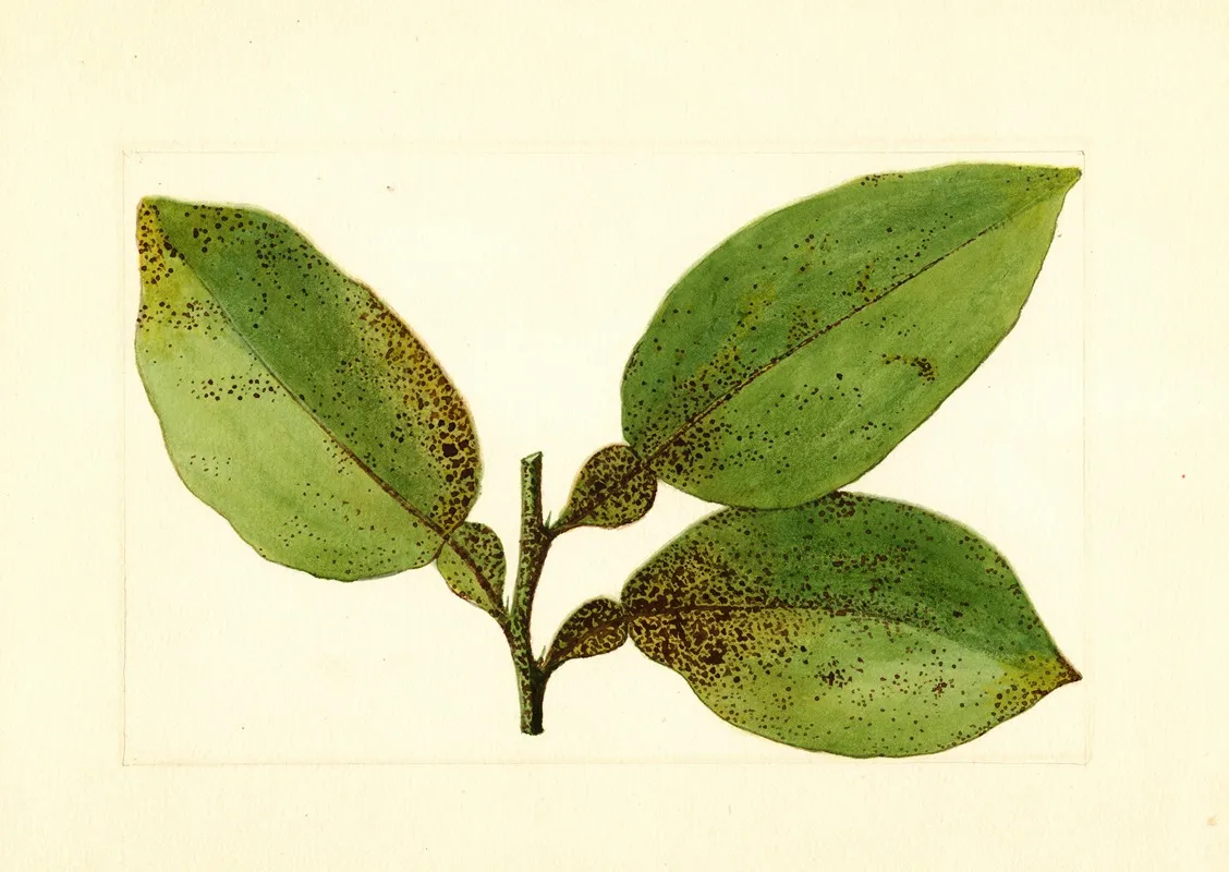 Citrus Paradisi 11 Wall Art by James Marion Shull - High-Resolution Digital Print