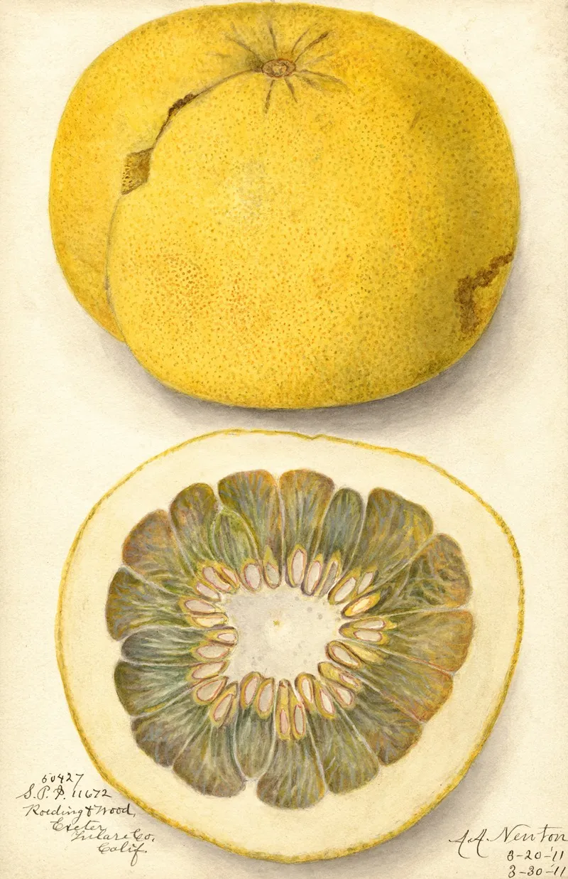 Citrus Paradisi 12 Wall Art by Amanda Almira Newton - High-Resolution Digital Print