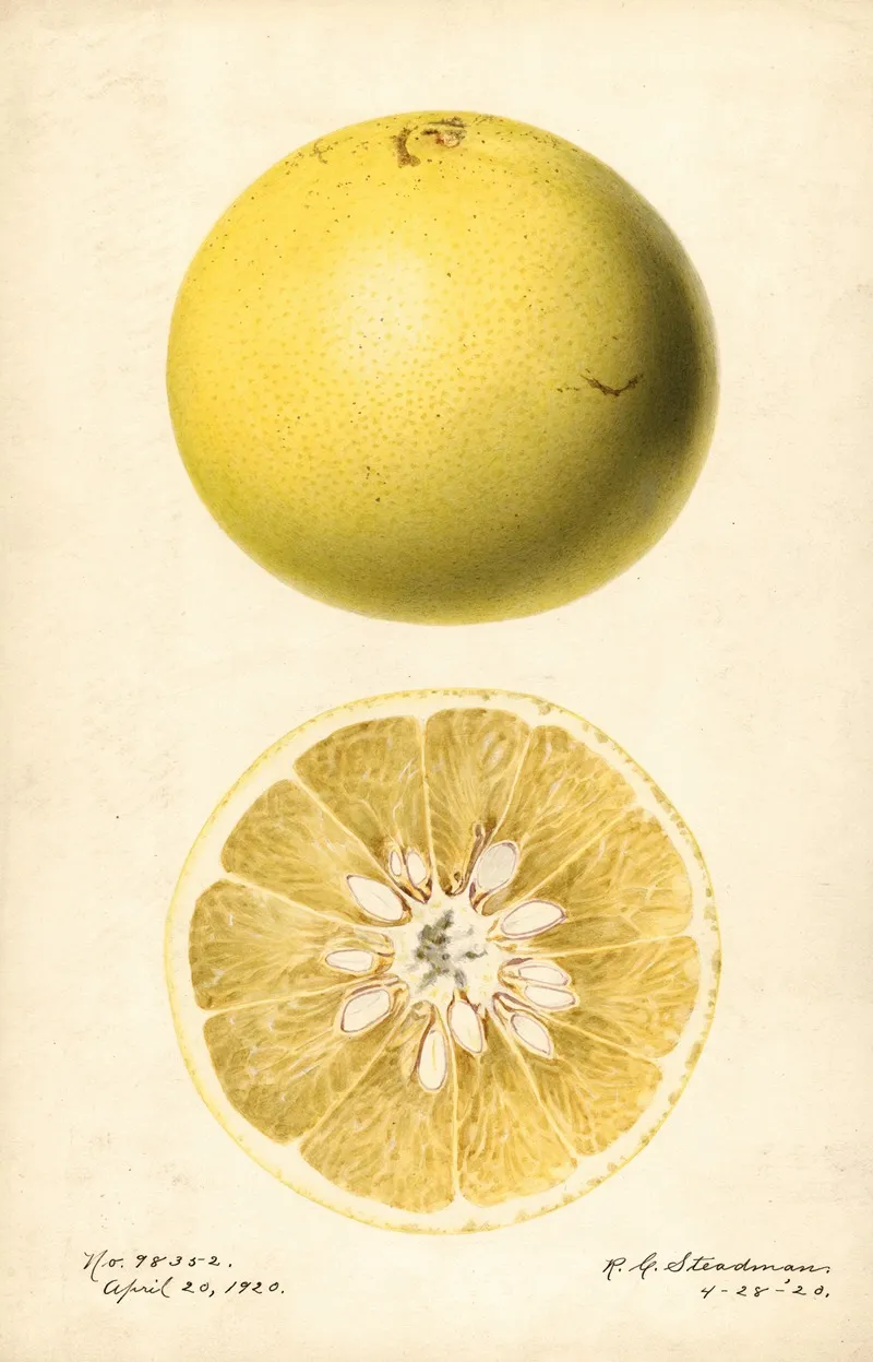 Citrus Paradisi 13 Wall Art by Royal Charles Steadman - High-Resolution Digital Print