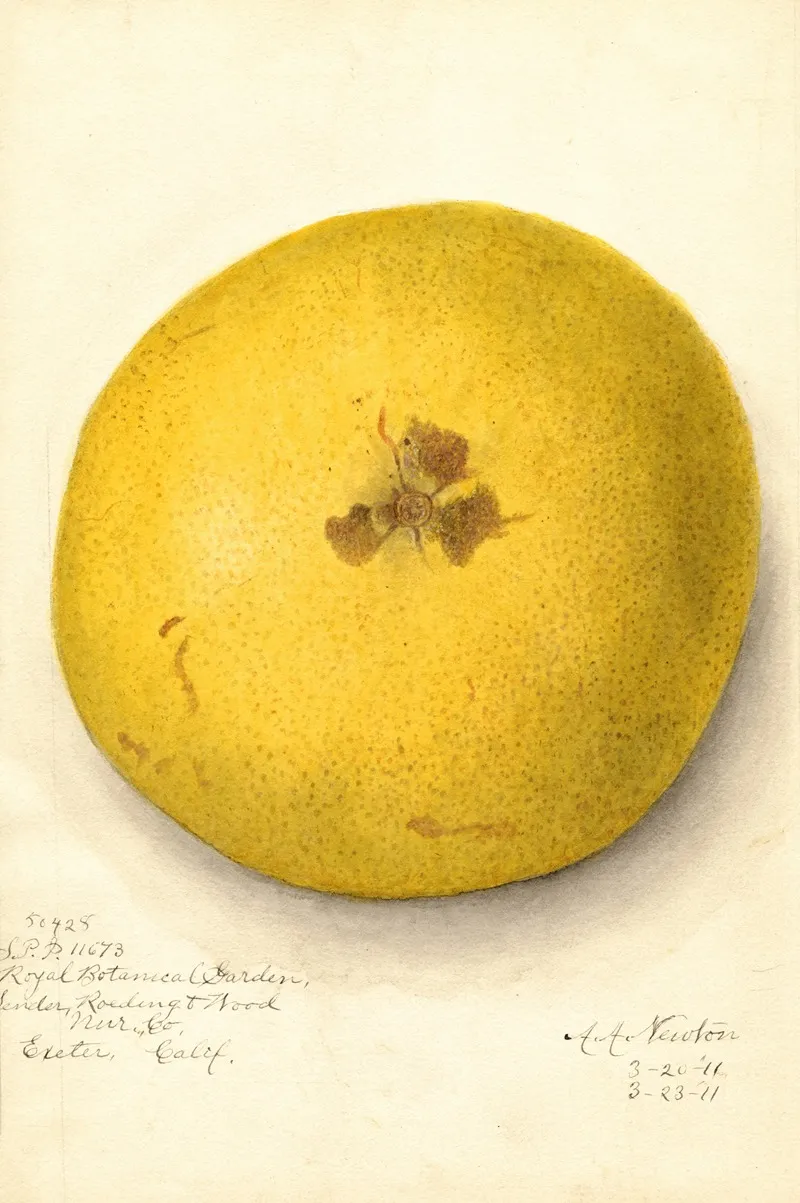 Citrus Paradisi 15 Wall Art by Amanda Almira Newton - High-Resolution Digital Print