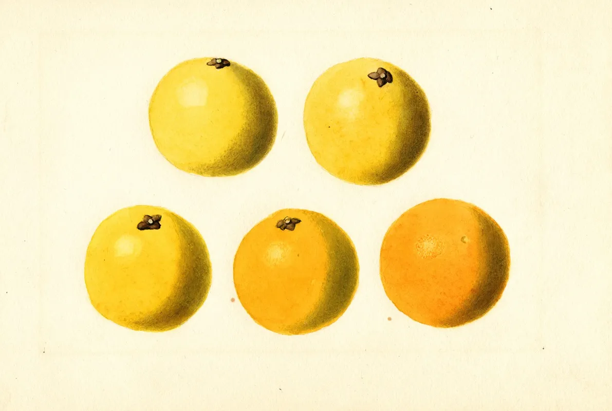 Citrus Paradisi 16 Wall Art by James Marion Shull - High-Resolution Digital Print