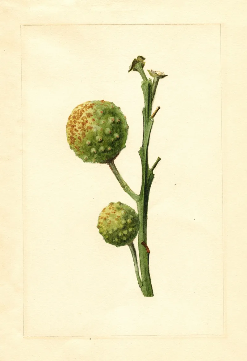 Citrus Paradisi 17 Wall Art by James Marion Shull - High-Resolution Digital Print