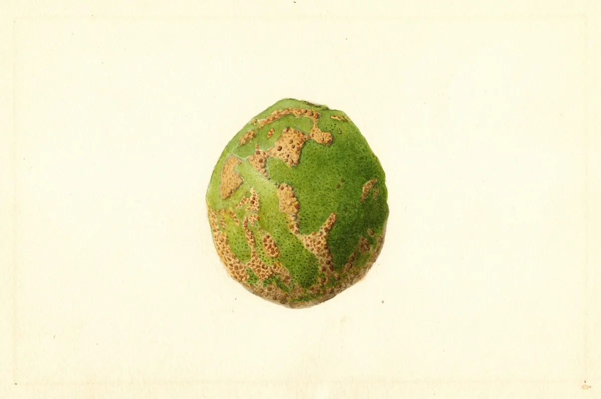 Citrus Paradisi 3 Wall Art by James Marion Shull - High-Resolution Digital Print