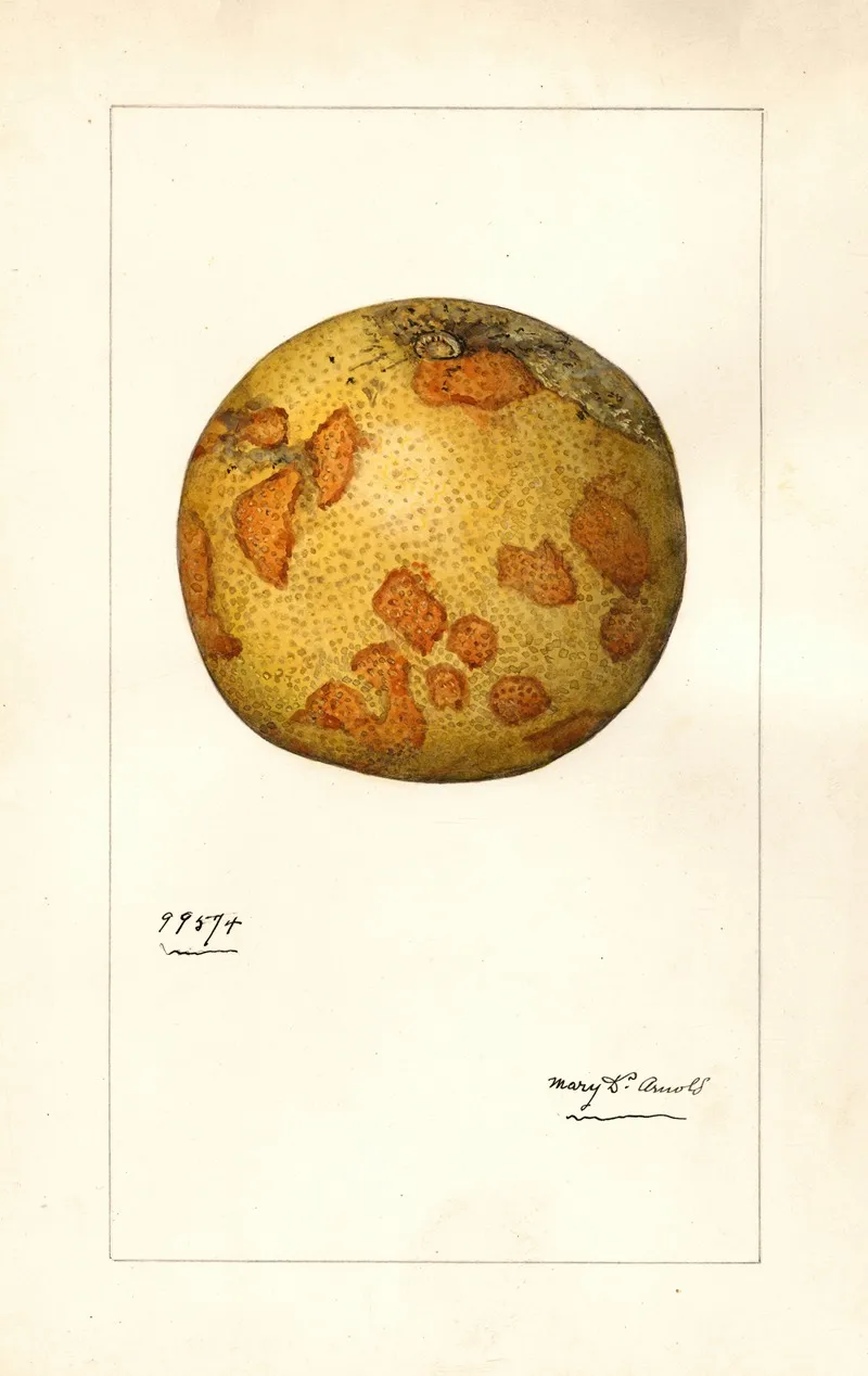 Citrus Paradisi 4 Wall Art by Mary Daisy Arnold - High-Resolution Digital Print