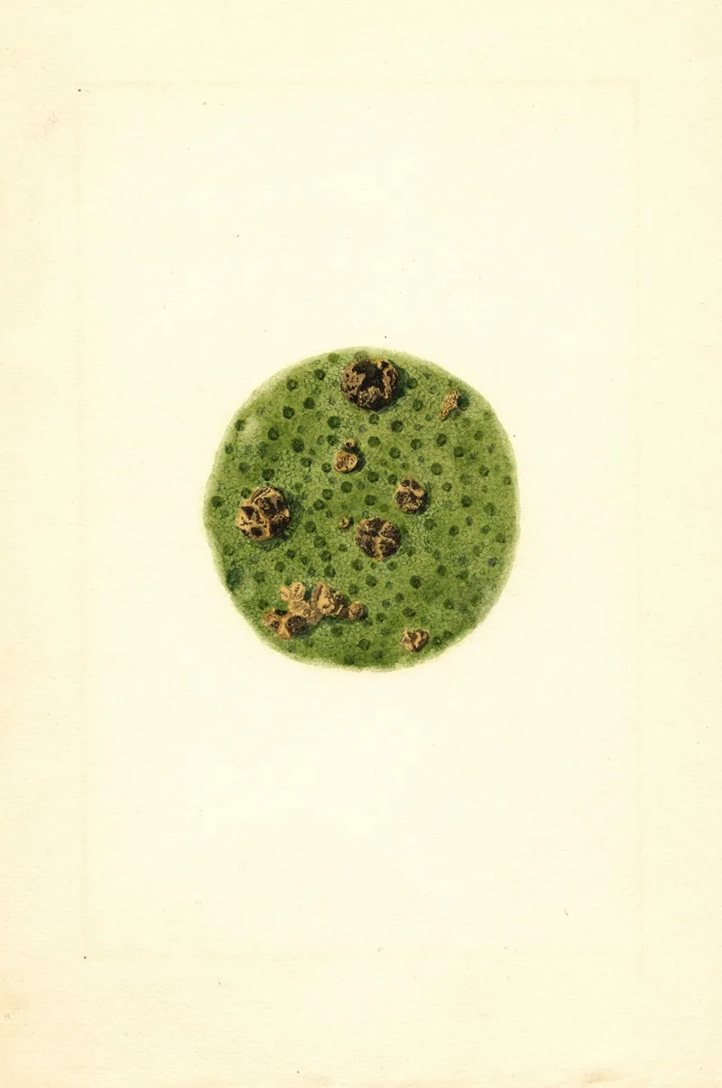 Citrus Paradisi 5 Wall Art by James Marion Shull - High-Resolution Digital Print