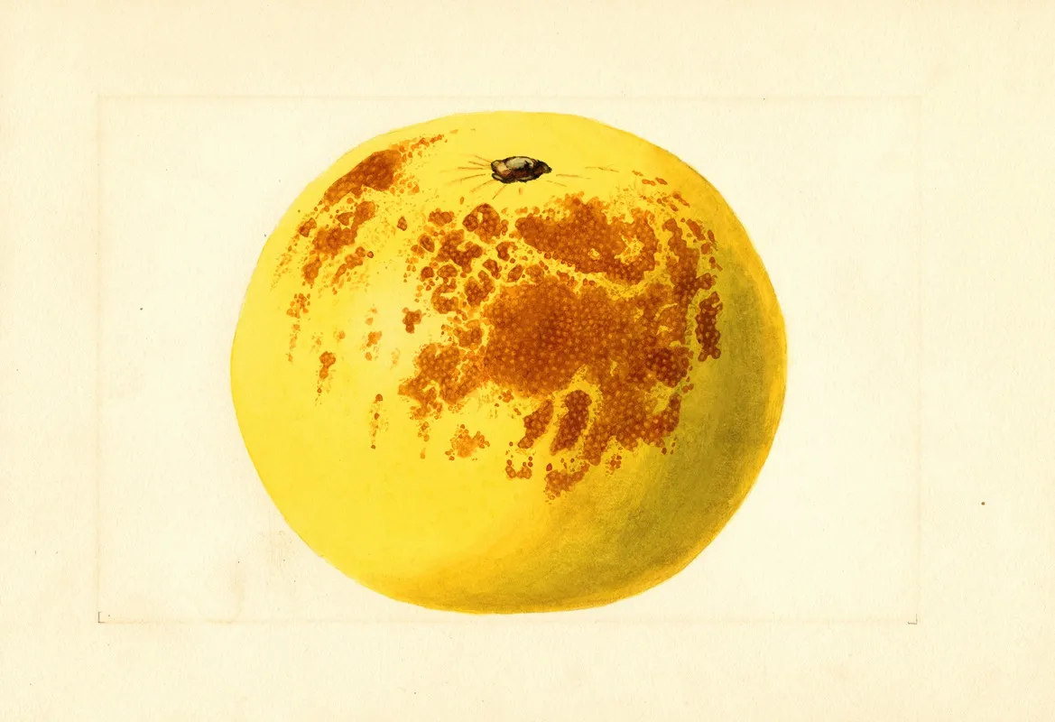 Citrus Paradisi 7 Wall Art by James Marion Shull - High-Resolution Digital Print