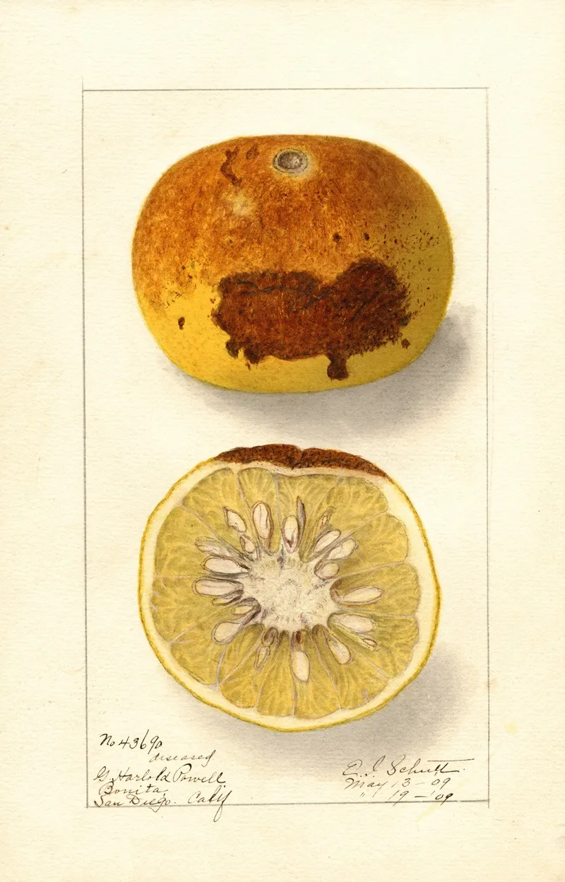 Citrus Paradisi 9 Wall Art by Ellen Isham Schutt - High-Resolution Digital Print