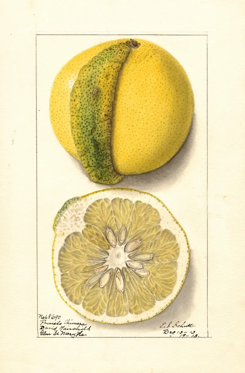 Citrus Paradisi Chimera Wall Art by Ellen Isham Schutt - High-Resolution Digital Print
