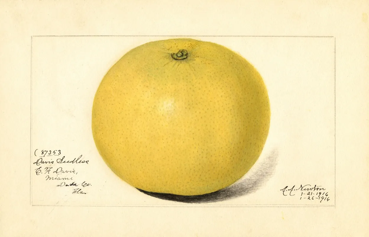 Citrus Paradisi Davis Seedless Wall Art by Amanda Almira Newton - High-Resolution Digital Print