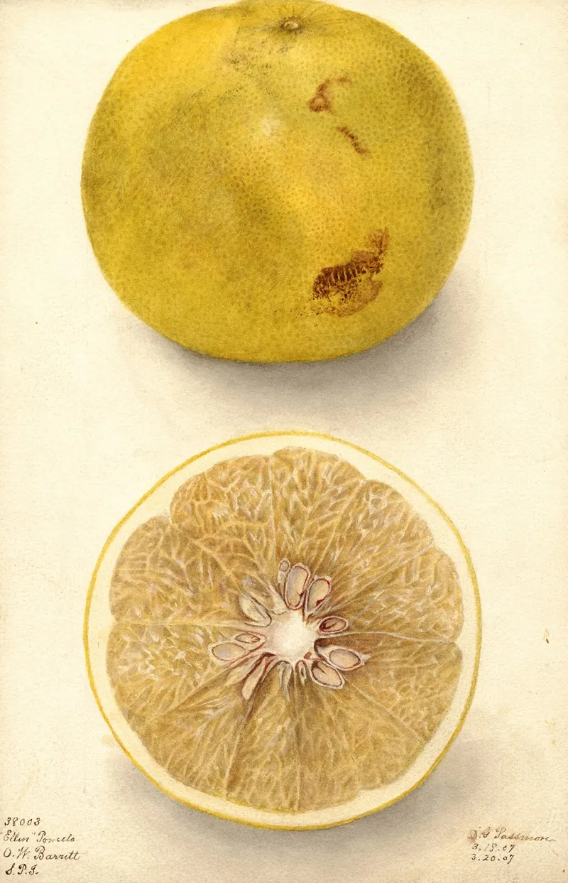 Citrus Paradisi Ellen Wall Art by Deborah Griscom Passmore - High-Resolution Digital Print
