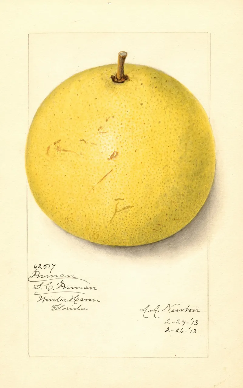 Citrus Paradisi Inman Wall Art by Amanda Almira Newton - High-Resolution Digital Print
