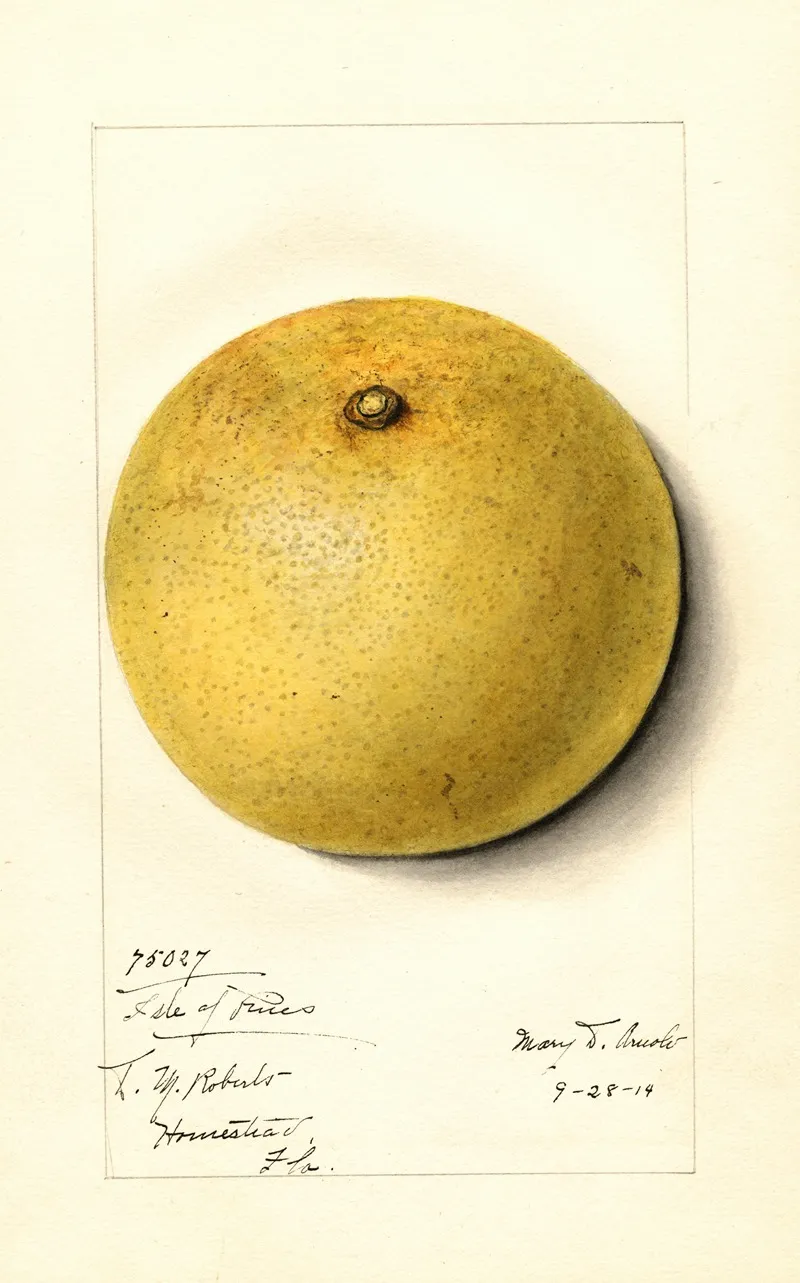 Citrus Paradisi Isle Of Pines Wall Art by Mary Daisy Arnold - High-Resolution Digital Print