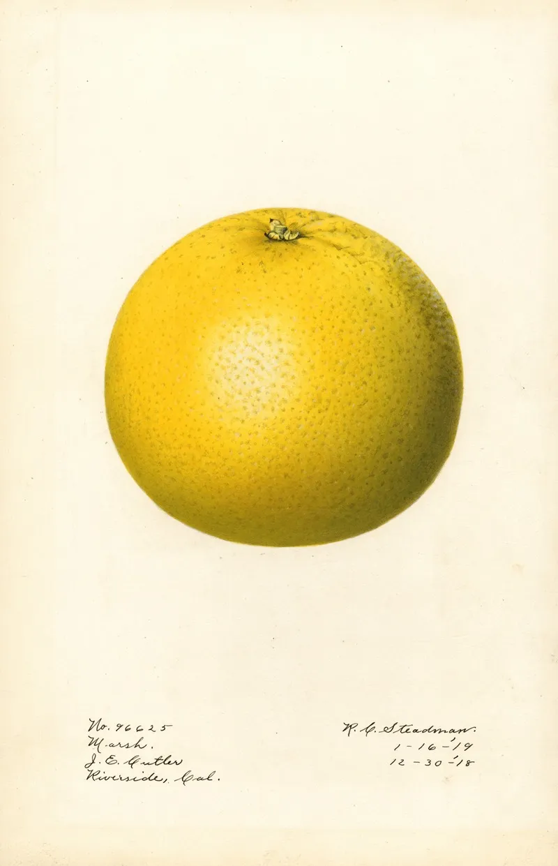 Citrus Paradisi Marsh 2 Wall Art by Royal Charles Steadman - High-Resolution Digital Print