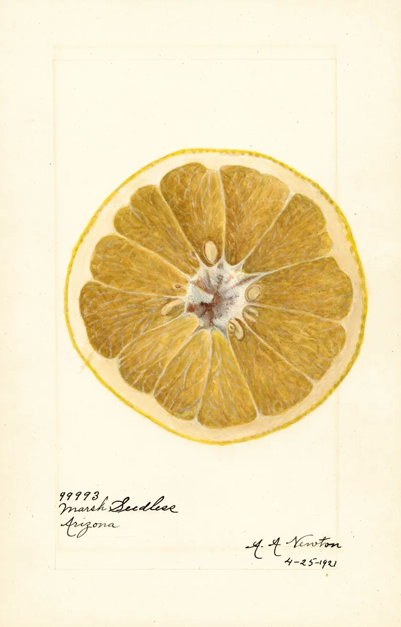 Citrus Paradisi Marsh Seedless 2 Wall Art by Amanda Almira Newton - High-Resolution Digital Print