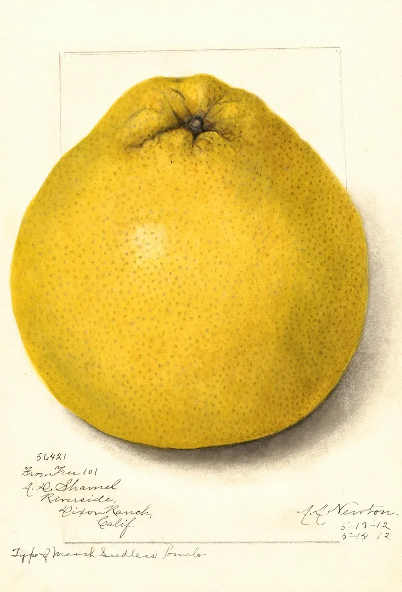 Citrus Paradisi Marsh Seedless 3 Wall Art by Amanda Almira Newton - High-Resolution Digital Print