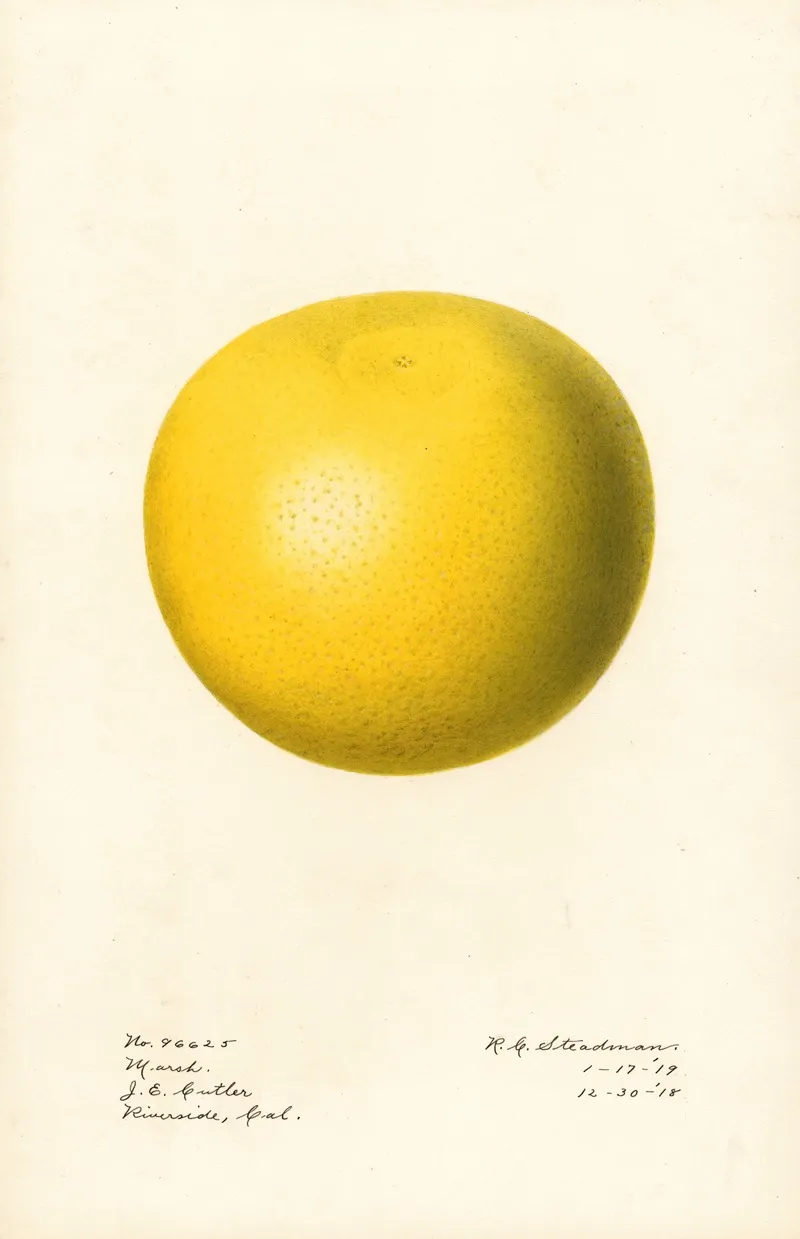 Citrus Paradisi Marsh Wall Art by Royal Charles Steadman - High-Resolution Digital Print