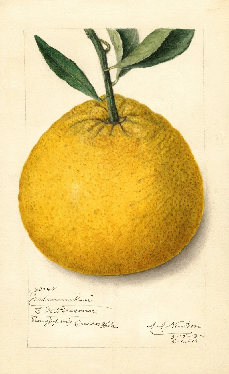 Citrus Paradisi Natsumikan Wall Art by Amanda Almira Newton - High-Resolution Digital Print