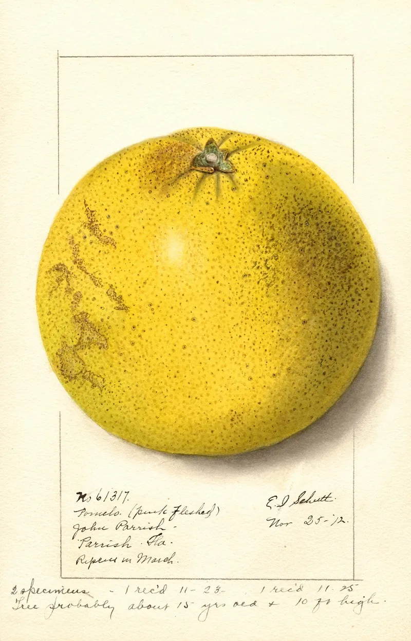 Citrus Paradisi Pink Fleshed Wall Art by Ellen Isham Schutt - High-Resolution Digital Print