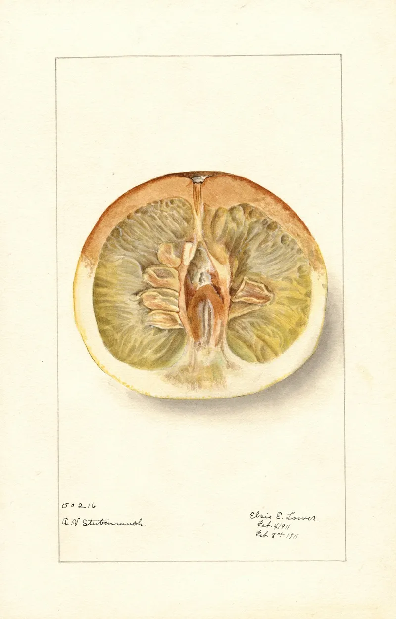 Citrus Paradisi Pomelo 2 Wall Art by Elsie E. Lower - High-Resolution Digital Print