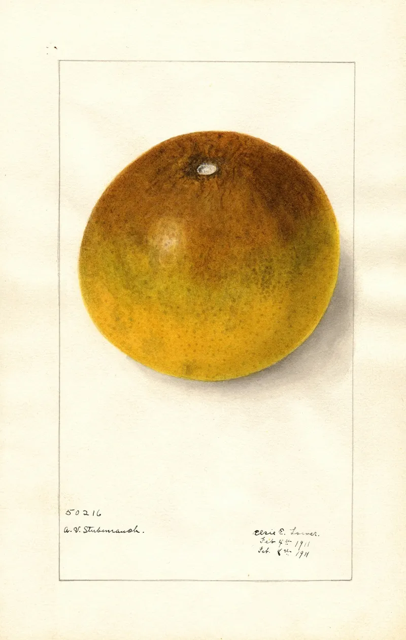 Citrus Paradisi Pomelo Wall Art by Elsie E. Lower - High-Resolution Digital Print