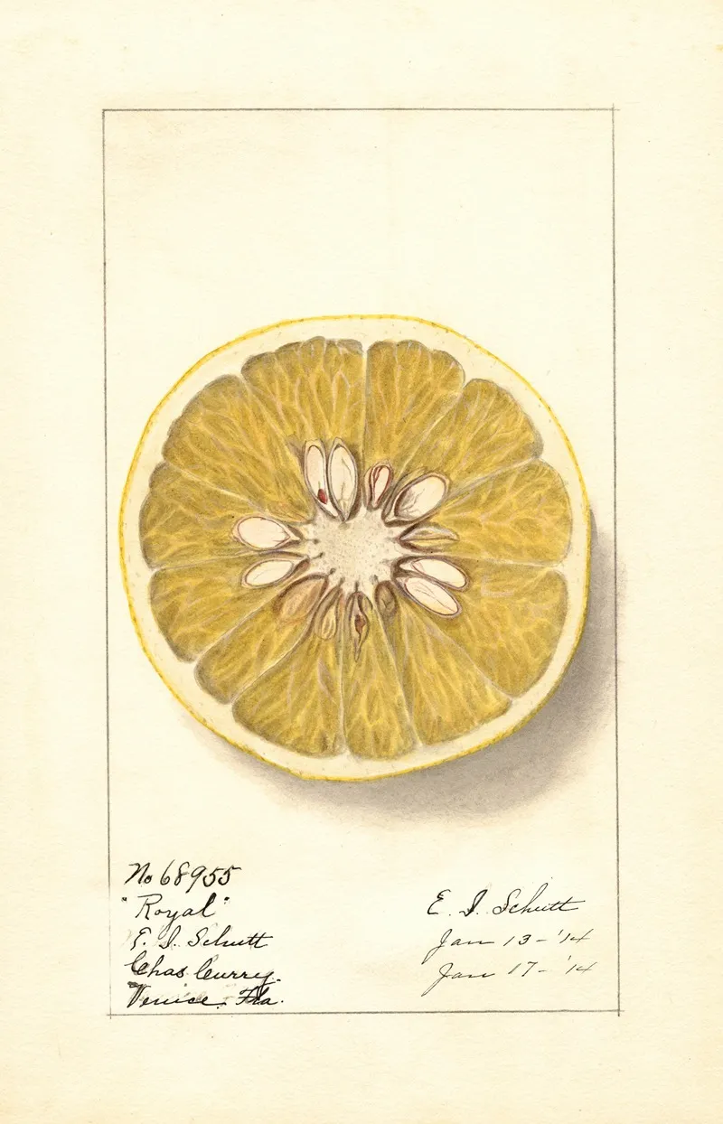 Citrus Paradisi Royal 2 Wall Art by Ellen Isham Schutt - High-Resolution Digital Print