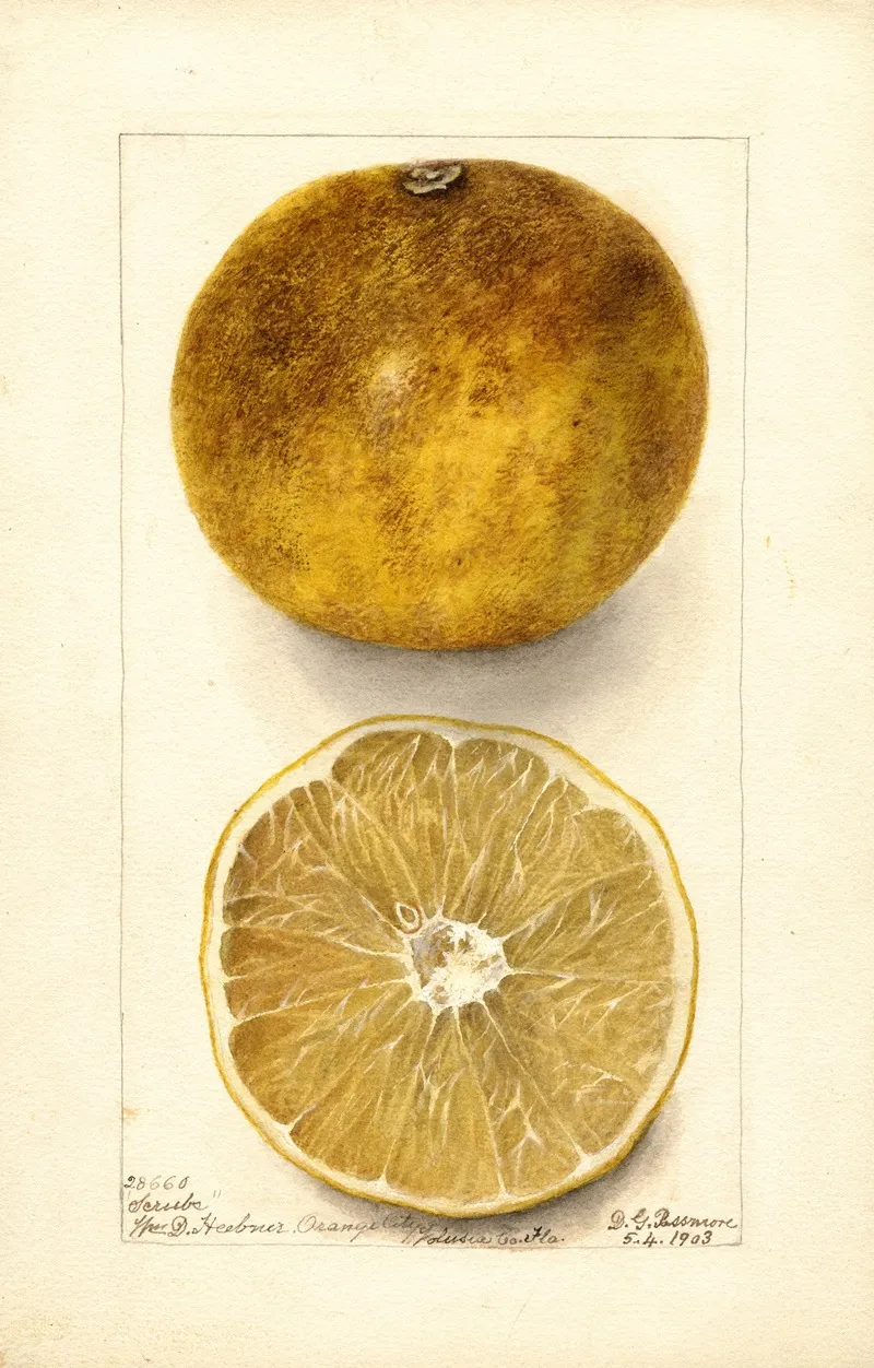 Citrus Paradisi Scrubs Wall Art by Deborah Griscom Passmore - High-Resolution Digital Print